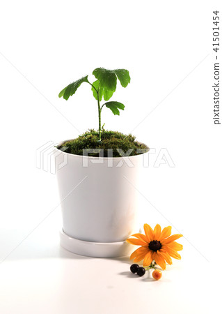 Ginkgo and Ludvika flowers Ginkgo and Ludvika flowers 41501454