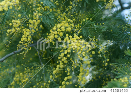 Acacia Aka含羞草花語言是 優雅 照片素材 圖片 圖庫