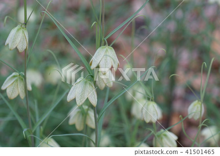 Yurako百合貝母(baito)花語是“謙虛的心” Yurako百合貝母(baito)花語是“謙虛的心” 41501465
