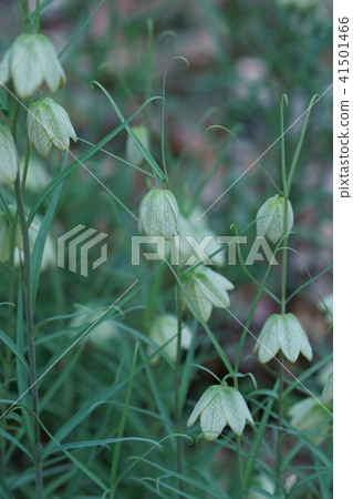 Yurako百合貝母(baito)花語是“謙虛的心” Yurako百合貝母(baito)花語是“謙虛的心” 41501466