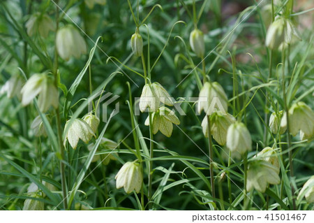 Yurako百合貝母 Baito 花語是 謙虛的心 照片素材 圖片 圖庫