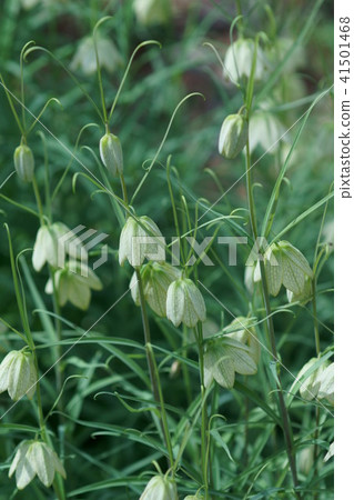 Yurako百合貝母(baito)花語是“謙虛的心” Yurako百合貝母(baito)花語是“謙虛的心” 41501468