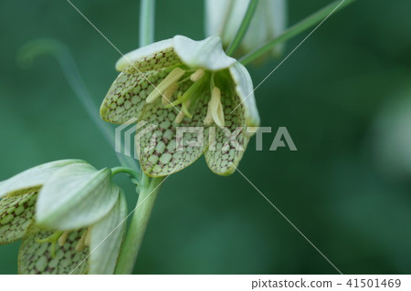 Yurako百合貝母 Baito 花語是 謙虛的心 照片素材 圖片 圖庫