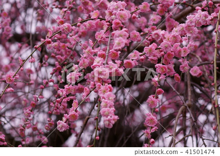 佛梅花語是“貴族” 41501474