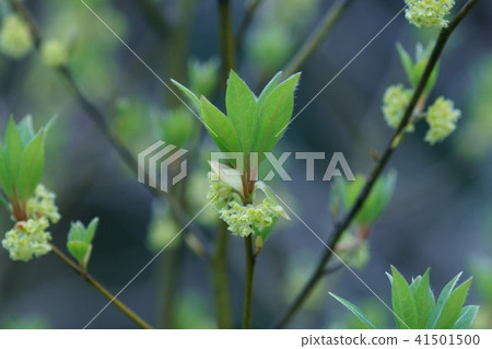 Black letter chromoji flower language is "sincere and discreet" Black letter chromoji flower language is "sincere and discreet" 41501500