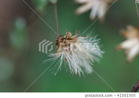 高野掃帚Kowya Bouki花後 41501505