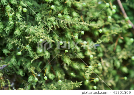 雞蛋狀的苔蘚大蒜（苔蘚花） 41501509