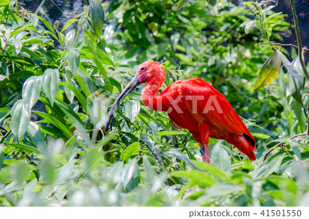 A Scarlet Ibis 41501550