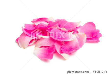 rose petals isolated rose petals isolated 41501711