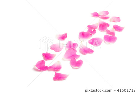 rose petals isolated 41501712