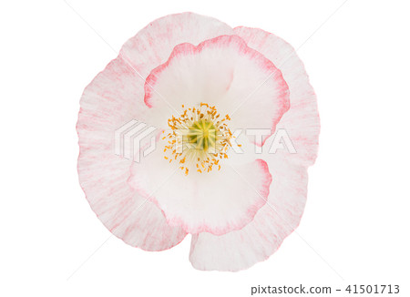 beautiful poppy isolated 41501713