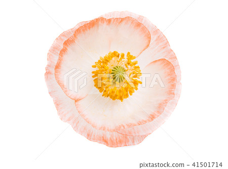 beautiful poppy isolated beautiful poppy isolated 41501714