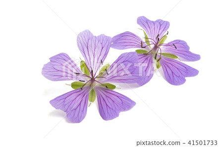 lilac geranium flower isolated lilac geranium flower isolated 41501733