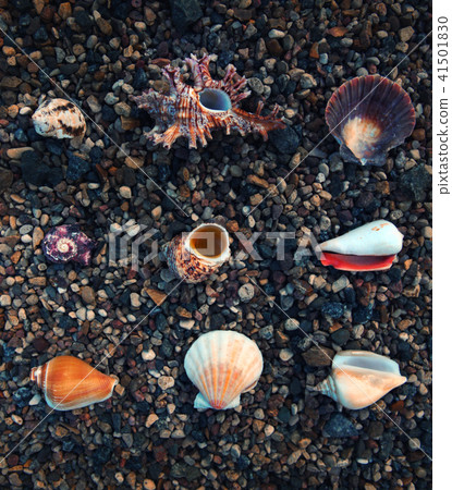 seashell stones background nature seashell stones background nature 41501830