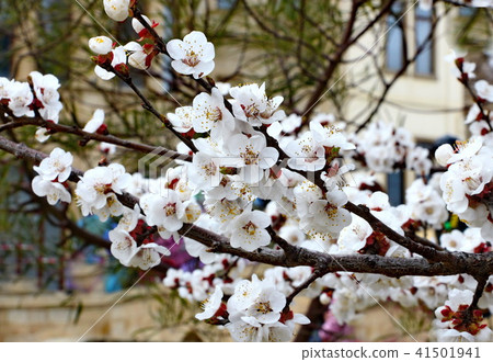 Flowers of apricots 41501941