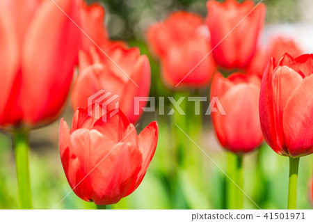 [Kanagawa] Tulip field 41501971