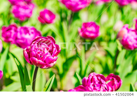 [Kanagawa] Tulip field 41502004