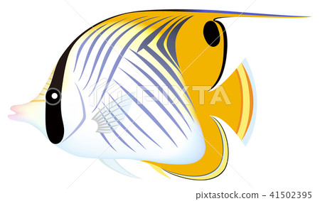 多刺的蝴蝶白色背景 多刺的蝴蝶白色背景 41502395