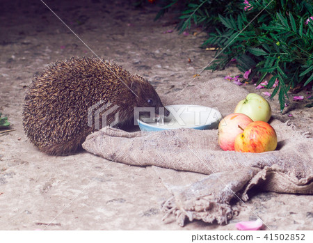 hedgehog grass night hedgehog grass night 41502852