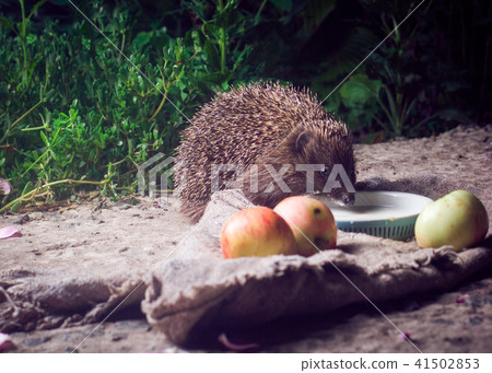 hedgehog grass night hedgehog grass night 41502853