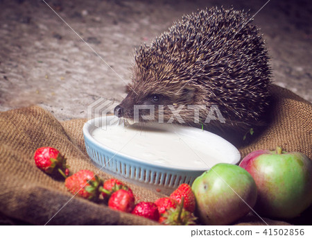 hedgehog grass night hedgehog grass night 41502856