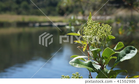 池塘和鮮花 池塘和鮮花 41502986