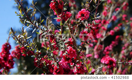 紅花 紅花 41502988