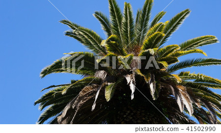 Palm leaves and blue sky Palm leaves and blue sky 41502990