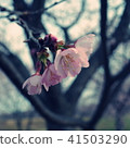 Cherry Blossoms	 41503290