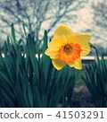 Narcissus 41503291