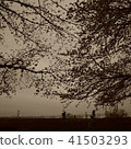 Evening cherry tree 41503293