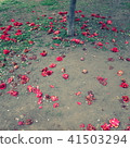 Camellia 41503294