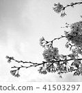Cherry Blossoms   41503297