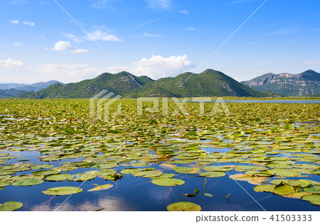 Skadar Lake National Park, Montenegro 41503333