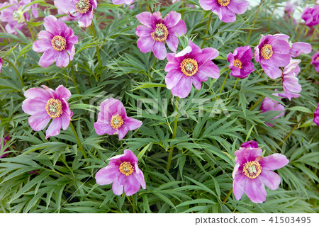 Peony is herbaceous. Flowering in early summer 41503495