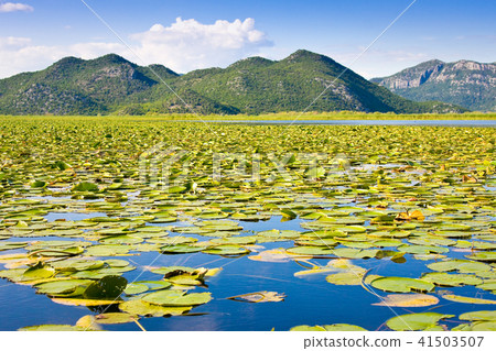 Skadar Lake National Park, Montenegro Skadar Lake National Park, Montenegro 41503507