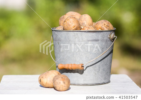 First harvest of potatoes in garden 41503547