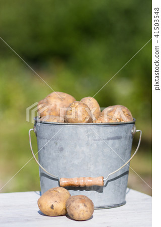 First harvest of potatoes in garden 41503548