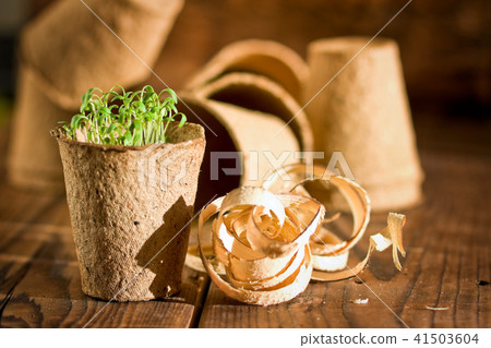 Potted seedlings growing in biodegradable peat mos 41503604