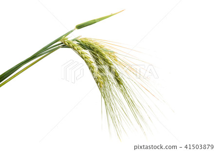 green ears of wheat isolated green ears of wheat isolated 41503879