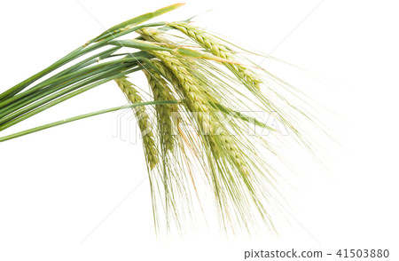 green ears of wheat isolated green ears of wheat isolated 41503880