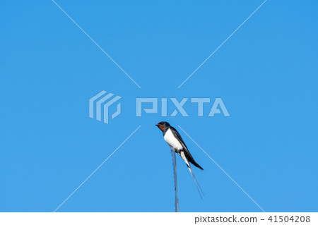Barn Swallow closeup Barn Swallow closeup 41504208