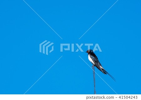 Beautiful summer bird - Barn Swallow Beautiful summer bird - Barn Swallow 41504243