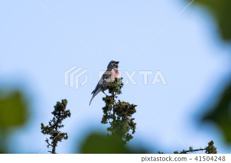 Singing Common Linnet on a branch top Singing Common Linnet on a branch top 41504248