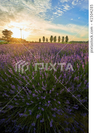 千葉縣薰衣草田日落櫻花薰衣草土地 41504285