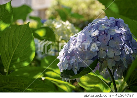 在晴朗的雨季的八仙花屬 在晴朗的雨季的八仙花屬 41504787