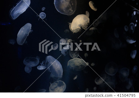 海蜇 海蜇 41504795
