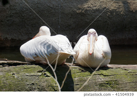 Pelican 41504939