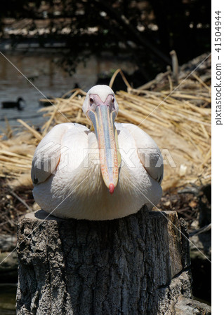 Pelican 41504944