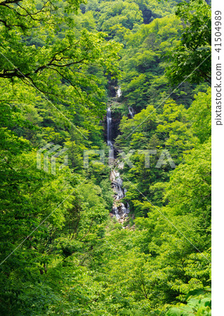 栃木縣日光市的蛇瀑布(五月) 栃木縣日光市的蛇瀑布(五月) 41504989